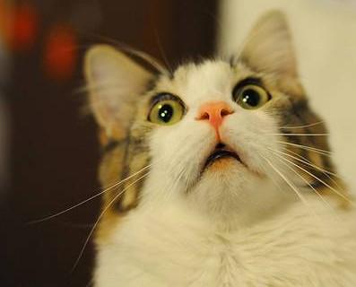 Cute kitty with a shocked look on their face