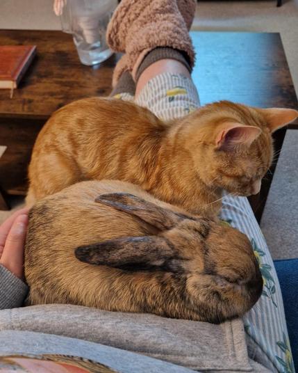 Photo of someone sitting with a bunny and a cat both loafing on their lap while sleeping next to each other. Warmth bundle starter pack.