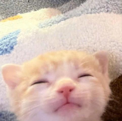 Close-up photo of a cute, sleeping, orange and white kitten's head.