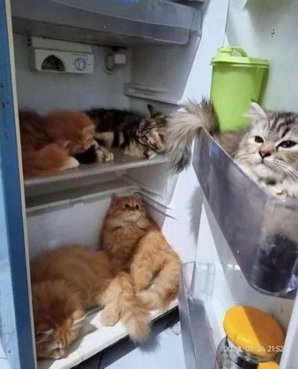Photo of an open fridge with 5 fluffy kitties (3 cats and 2 kittens) laying inside and on the shelves.