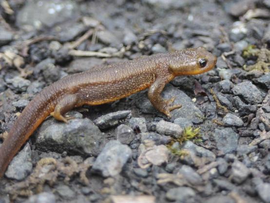 Photo of a small newt on some rocks.