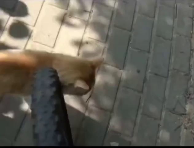 Video of a white & orange cat blocking the way of a bicyclists by getting in front of the slow moving tire and plopping down on the ground. The kitty rolls on their black to block the human's path using the classic "Look at me, I'm cute. Stop what you're doing to pet me" move.

Smart kitties get extra attention! :3