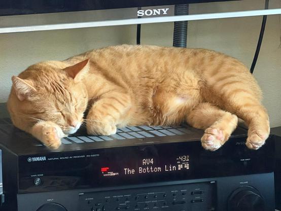 Photo of a cute orange cat sleeping on top of a Yamaha AV Receiver RX-A2070