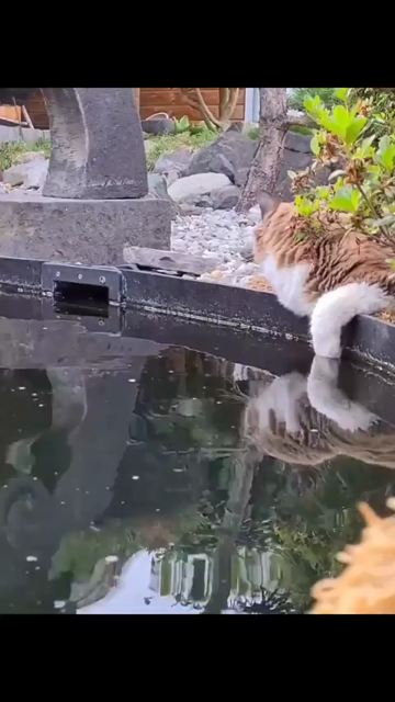 Video of a fluffy cat laying down next to a pond with several large koi fish in it. First part of the video has the cat looking at something else while its paw touches the water. A koi comes to investigate hoping for food, and the kitty and fishy kiss. Second part shows the cat in a wooden walkway next to the water, and the cat gently booping a passing koi. Last part shows how the cat frequently visits and lays down at the edge of the water to watch the big fish.