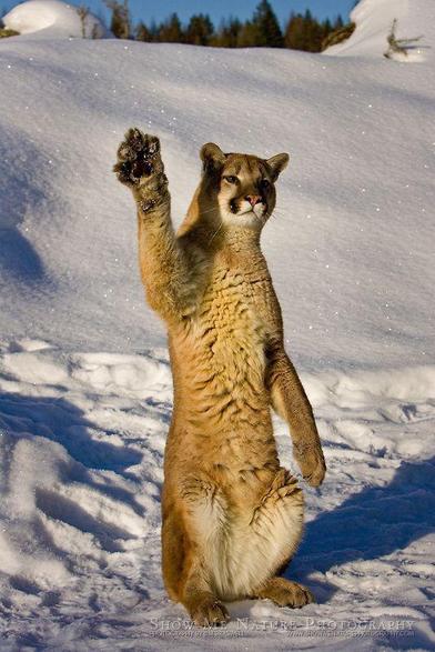 Photo by Jim Bhaswell of a mountain lion (aka BIG CUDDLE KITTY) raising its right paw while it stands in the snow on its back legs.