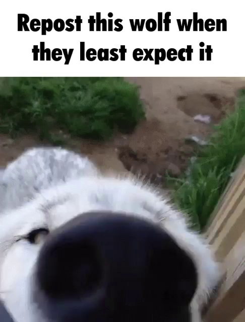 Close up video of a wolf sniffing a the viewer. Caption is:

Repost this wolf when they least expect it.