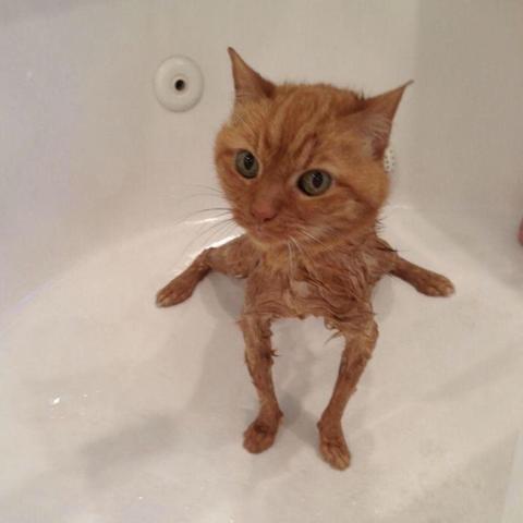 Photo of a recently washed orange cat in a tub. All but the fur on the head is wet, showing how ridiculously small the kitty is under all that fluff.