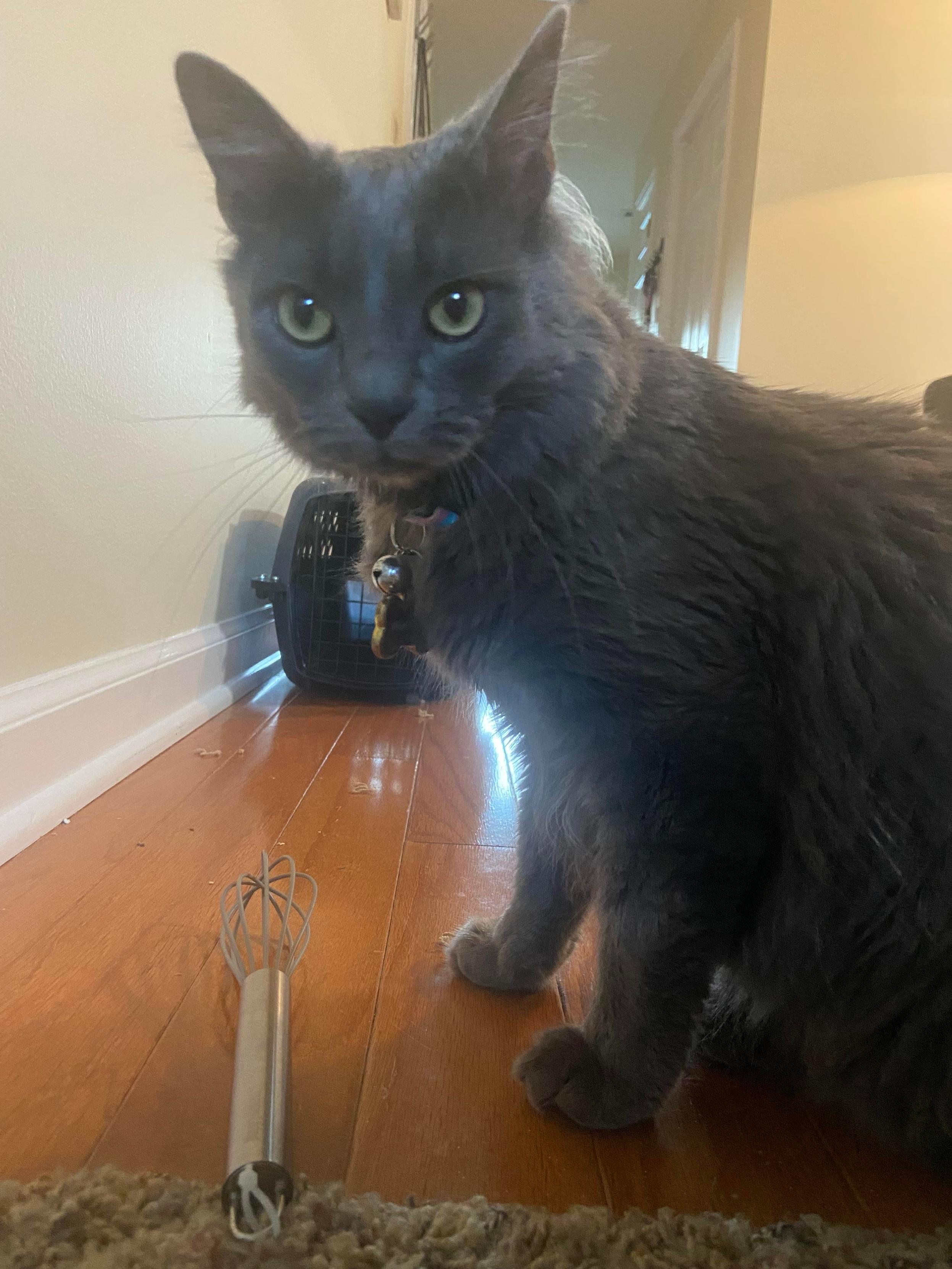 Photo by welcomehomo on reddit of their grey cat's favorite toy – a whisk. Picture is slightly blurry and shows the kitty looking at the view while sitting next to its emotional support whisk.
