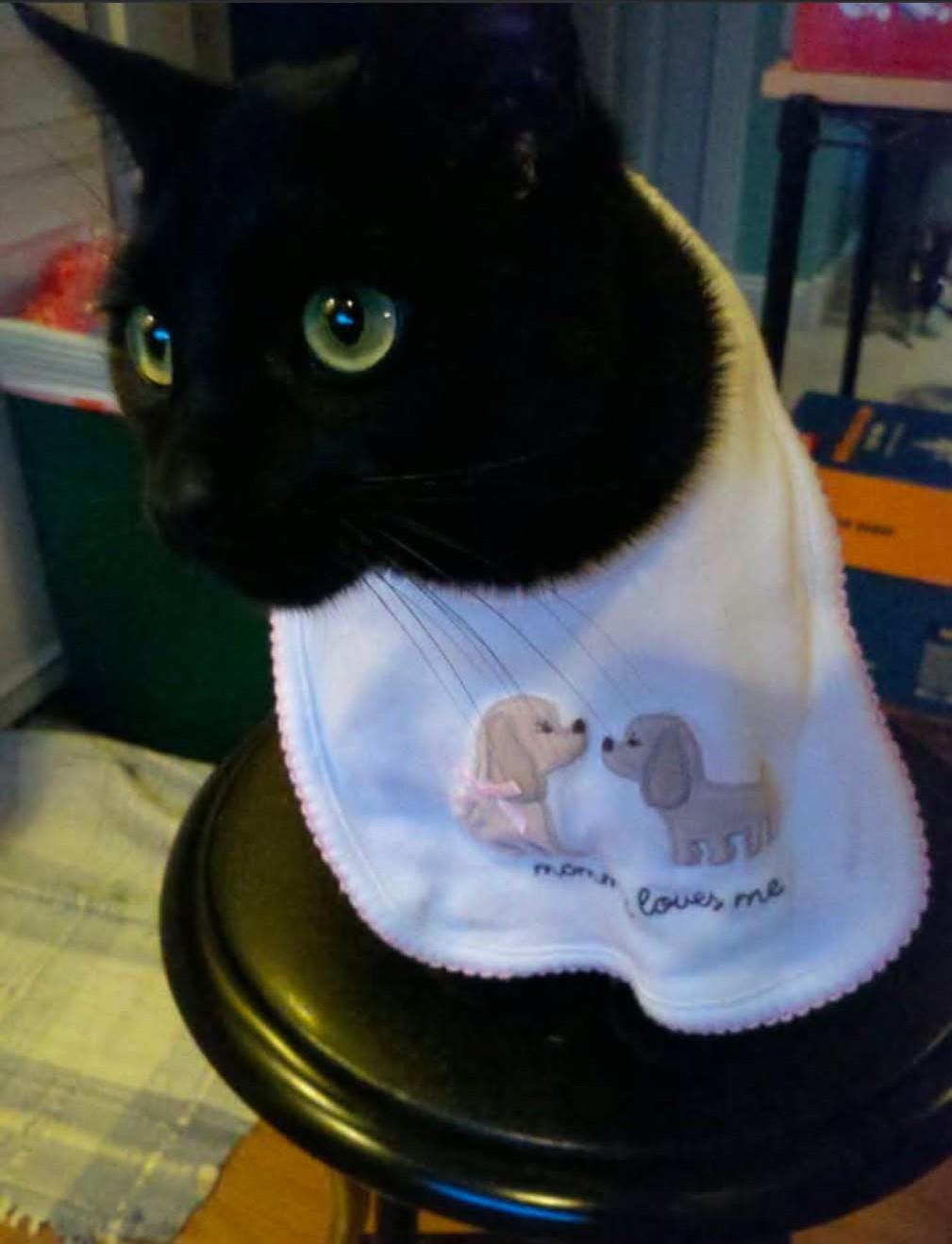 A black cat in a bib. The bib has two embroidered puppies and says 'monmy loves me'. JFC that's cute.