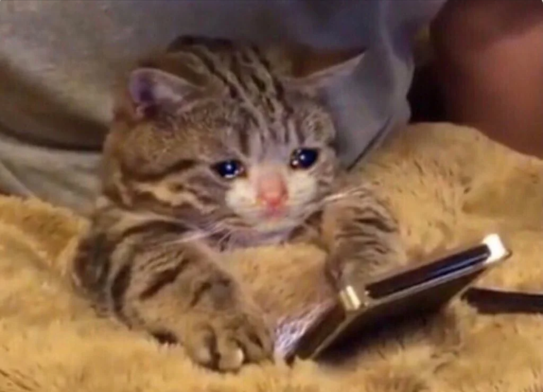 Sad kitty laying under a blanket with teary eyes, looking at a phone.