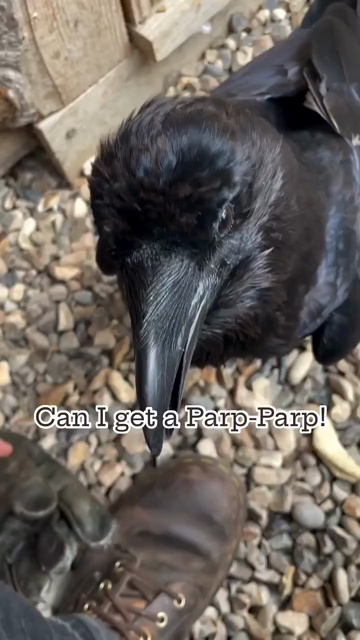 Someone talking to a raven by their shoe.

"Lalas, Can I get a Parp-Parp!"

Raven then say Parp-Parp, like the honking of a car

"Yeah boy!"