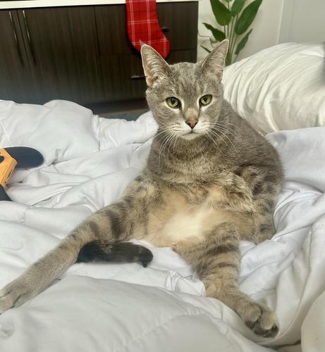 Cat, sitting upright like a human on a white blanket, looking off camera watching something 