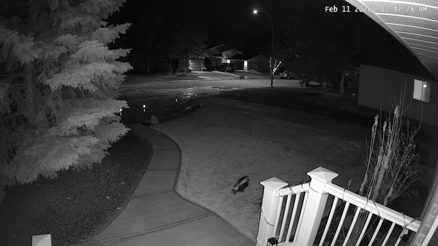 video footage of a skunk wandering into the flower bed