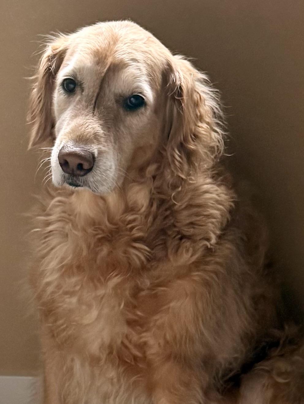 my judgmental golden re