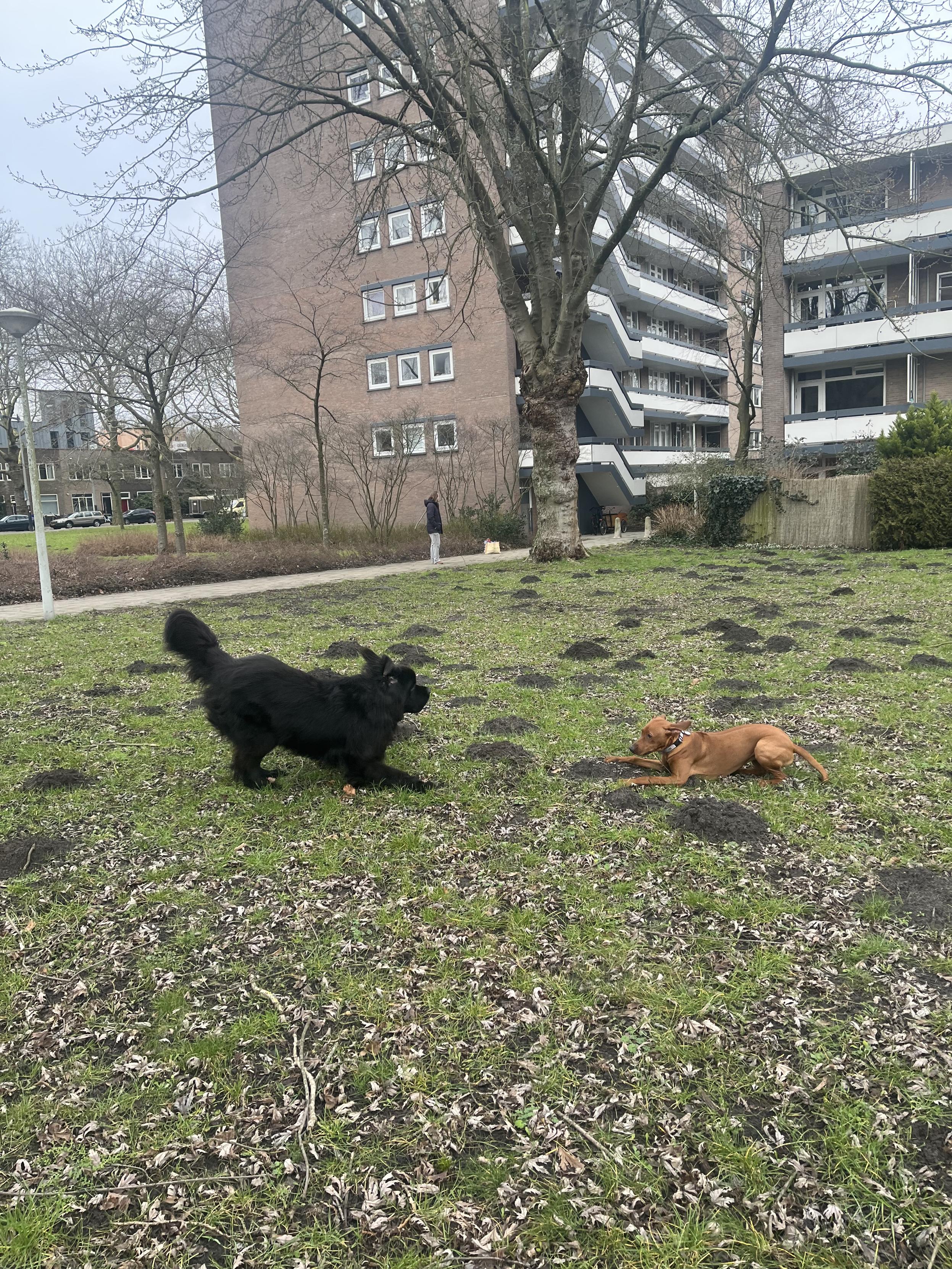 Odin bowing to Mila, his ears aflap 