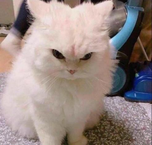 Photo of a super fluffy (and angry looking) white kitty with airplane ears.