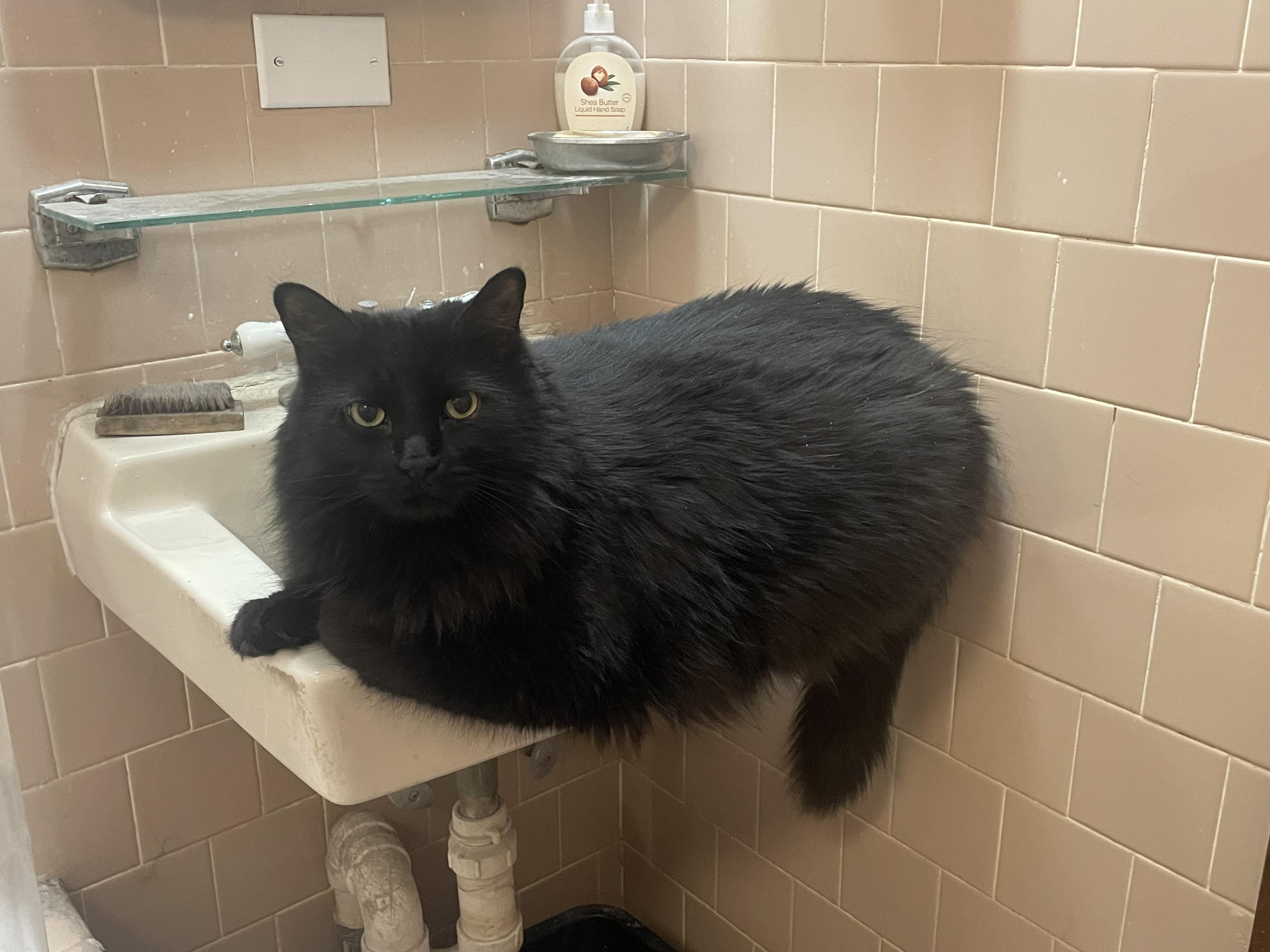 A big fat black cat with medium fur lays on the front edge of a bathroom sink, looking at the camera. He’s probably annoyed I haven’t turned the faucet on for him.