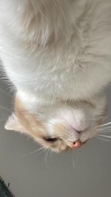 Photo facing the ceiling showing an orange and white cat looming overhead (literally)