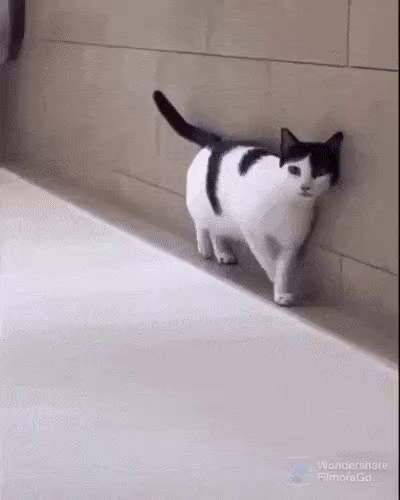Video on the cat laying on the floor next to the wall, but because the film perspective is also sideways, the kitty look like it's standing on an edge by a wall. After a bit, the cat turns its head, gets up, and walks away, making it appear as if its walking straight up a walk (as cats have sometimes been known to do)