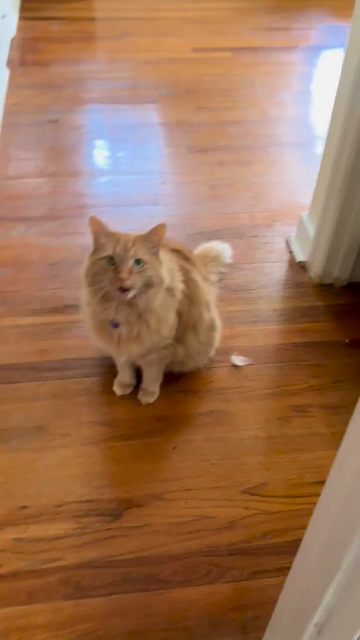 Video of a very fluffy orange cat, meowing and purring at the human who's filming. The kitty keeping meowing while being pet and is quite talkative. Meow mrow meow!
