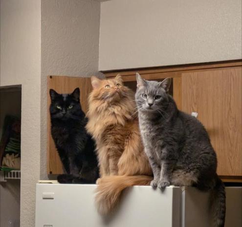 Photo of three cats, black, orange, and grey, perched on top of a refrigerator while waiting for dinner that is 1 minute late. All the kittiea are staring at the human talking the photo, except for the very fluffy orange one who is looking at something on the ceiling.