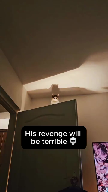 Ominous video of an orange and white cat sitting on top of a bookshelf behind the door with lighting facing upwards that gives the kitty a Batman style look. Caption is:

His revenge will be terrible 💀