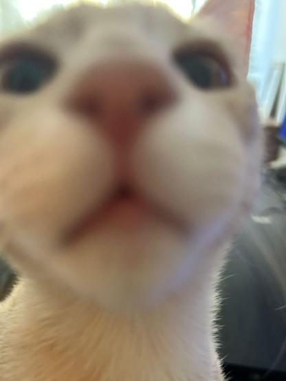 Close-up (and out of focus) photo of a cat sniffing the camera
