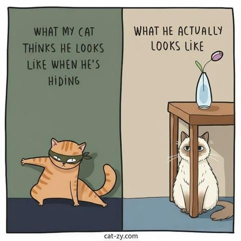Two panel comic by cat-zy about their cat. 
First panel is labeled "What my cat thinks he looks like when he's hiding", and shows an orange cat in a mask acting like a ninja.
Second panel is labeled "What he actually looks like", and shows a very visible and fluffy cat sitting behind a table leg, hiding only its nose.