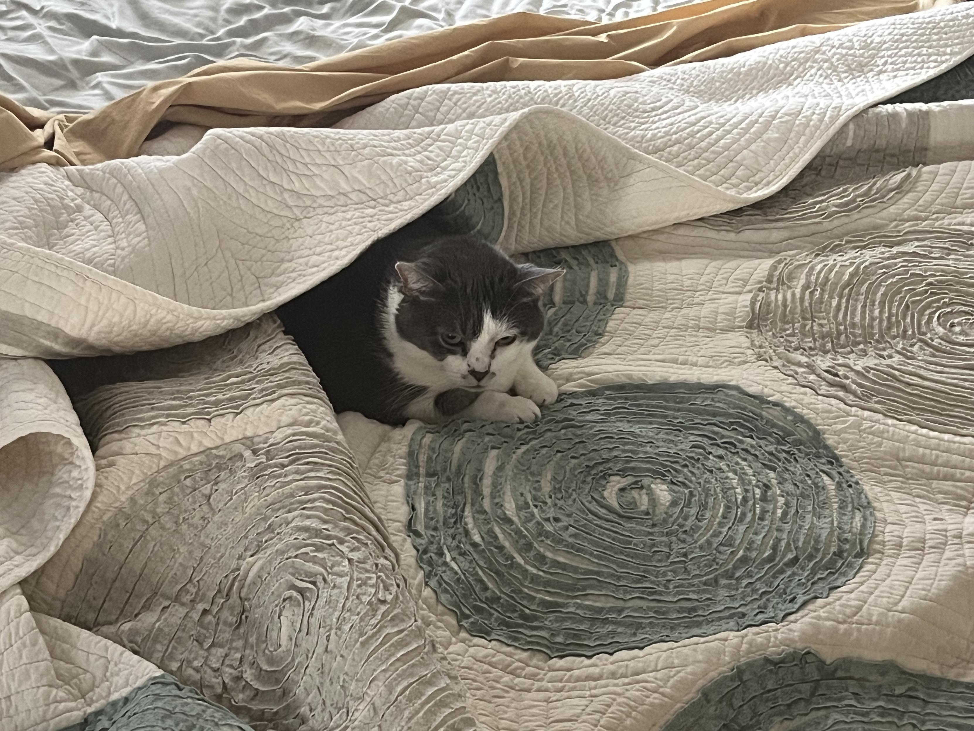 grey and white cat curled up under a quilted comforter with only her head, and front paws sticking out