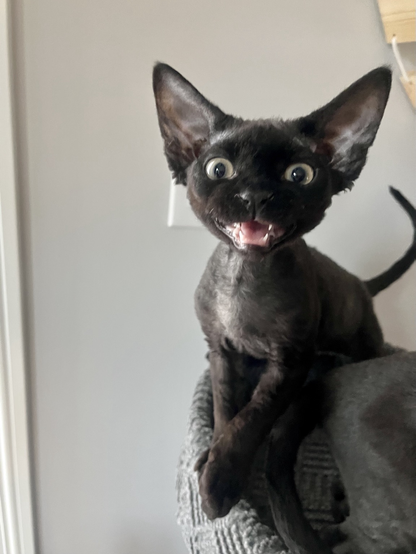 Photo of a black, shorthaired kitty meowing at the camera while they sit on the top of a chair. They're happy to see you!