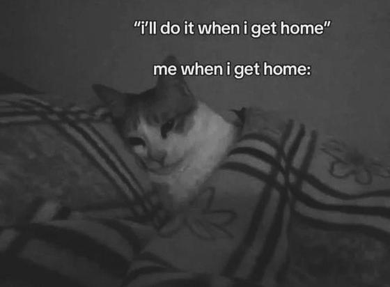 Black & white photo of a cat all tucked in and cozy in bed. Caption is:

"i'll do what i get home"

me when I get home:
