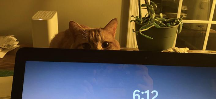 Photo of an orange cat sitting behind a laptop to peek at the human while they work. Behind the kitty a pile of papers, a Comast modem, a house plant, and a window can been seen. It's dark outside, just like the house kitty's wide eyes.