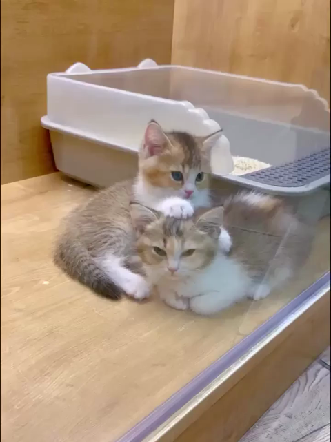 Video of two kittens laying down in a glass enclosure (probably a pet store). One of them is kneading on the other kitty's head which is putting that one to sleep.