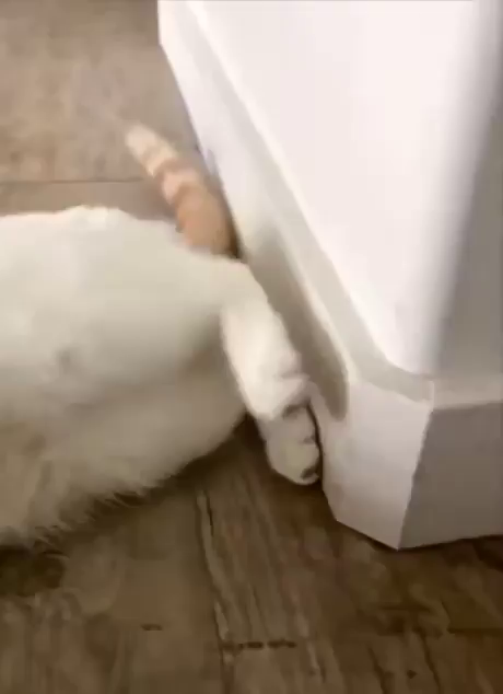 Video of a playful cat laying on its side on a hardwood with its feet next to a wall. The human filming rolls a ball in the middle of the floor, which makes slide itself sideways to catch it. Ball is caught, and the cat disappears as it keeps sliding left out of view.