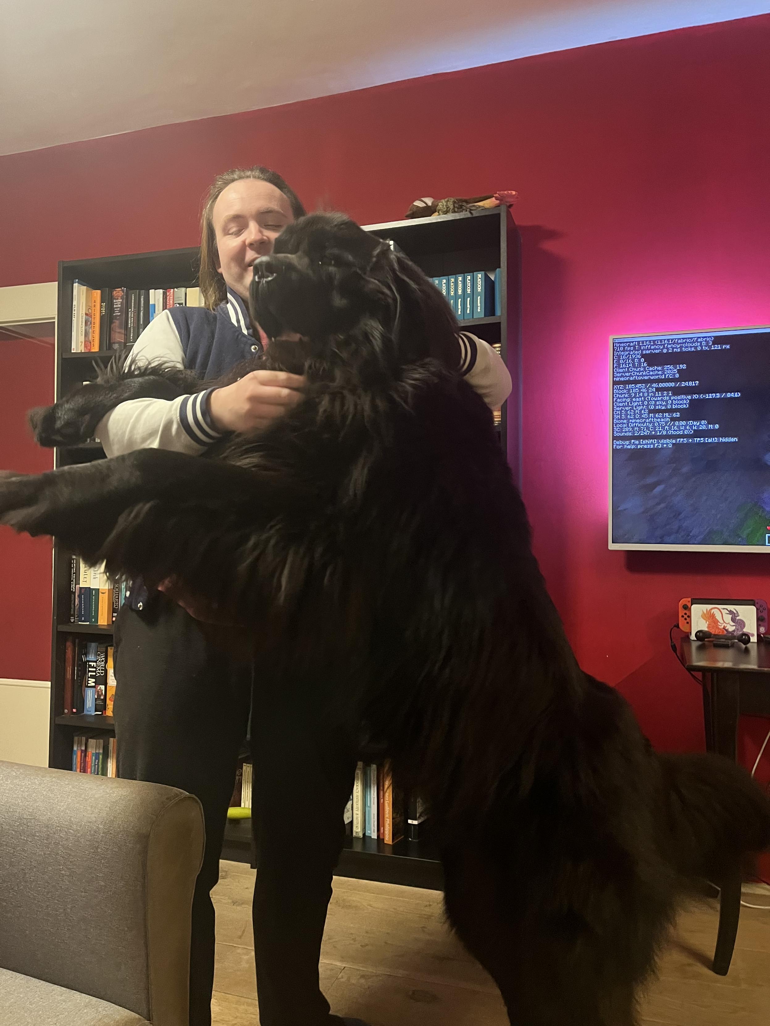 Odin the Newfie happily jumping up on daddy