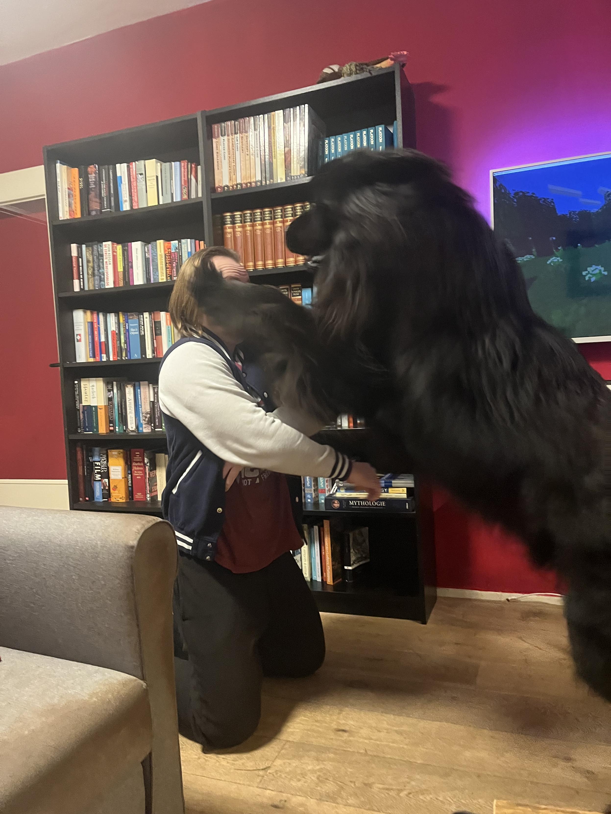 Odin the Newfie absolutely overwhelming daddy like a tidal wave