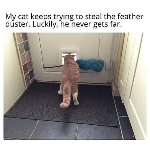 Caption: My cat keeps trying to steal the feather duster. Luckily, he never gets far.

Photo of an orange cat holding a feather duster in his mouth while unsuccessfully trying to walk out with it through the cat door. Darn you spatial orientation!