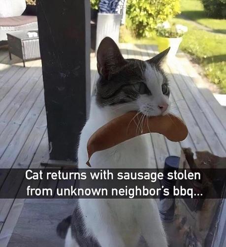 Photo of a cat with a sausage in its mouth while leaning on a sliding glass door to be let inside. Caption is:

Cat returns with sausage stolen from unknown neighbor's bbq...