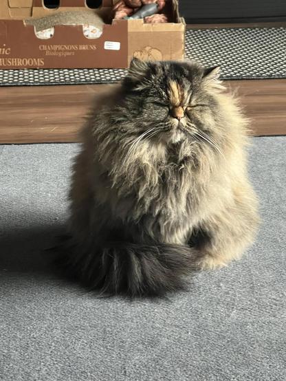 Photo of an extremely fluffy, longhaired cat sleeping while sitting on the floor. The kitty floof is as wide as it is tall.