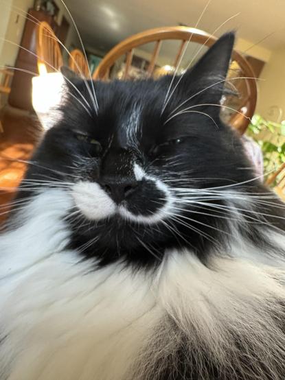 Close-up photo of a fluffy black & white cat with an impressive white mane and sleepy eyes that kind of looks like Jabba the Hutt.