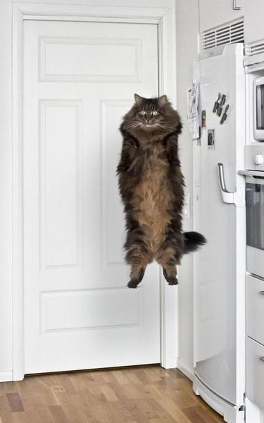 Photo of a fluffy long-haired cat mid-jump, which makes it look like the kitty is just hovering in the kitchen by the fridge.