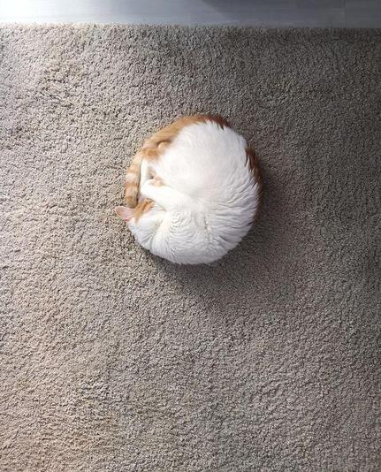 Photo of a white and orange cat sleeping on the carpet in a almost perfect circle.
