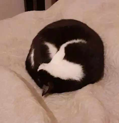 Photo of a tuxedo cat (like the tuxedos Daniel Stenberg sometimes wears to FOSS events) all curled in a circle on a bed.