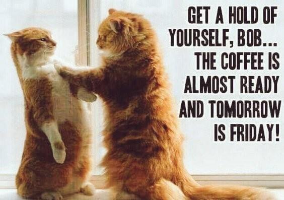 Two cats snmtanding on their backlegs facing eachoter, one leaning back n the other with one paw on the others shoulder.
Text:
Get a hold of
yourself, Bob...
The coffee is
almost ready
and tomorrow
is Friday!