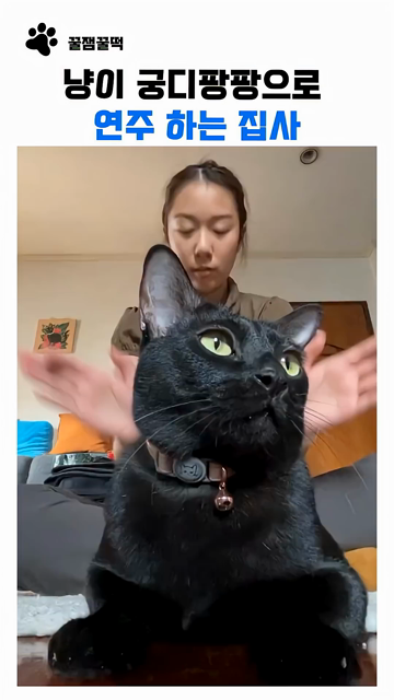 Video by 꿀잼꿀떡 of them spanking their black cat, kitty bongo style, to the tune of the 20th Century Fox intro. The kitty, while enjoying the butt pats, just sits there and purrs while looking around some.

Caption in Korean is:
꿀잼 꿀떡
냥이 궁디팡팡으로 
연주 하는 집사