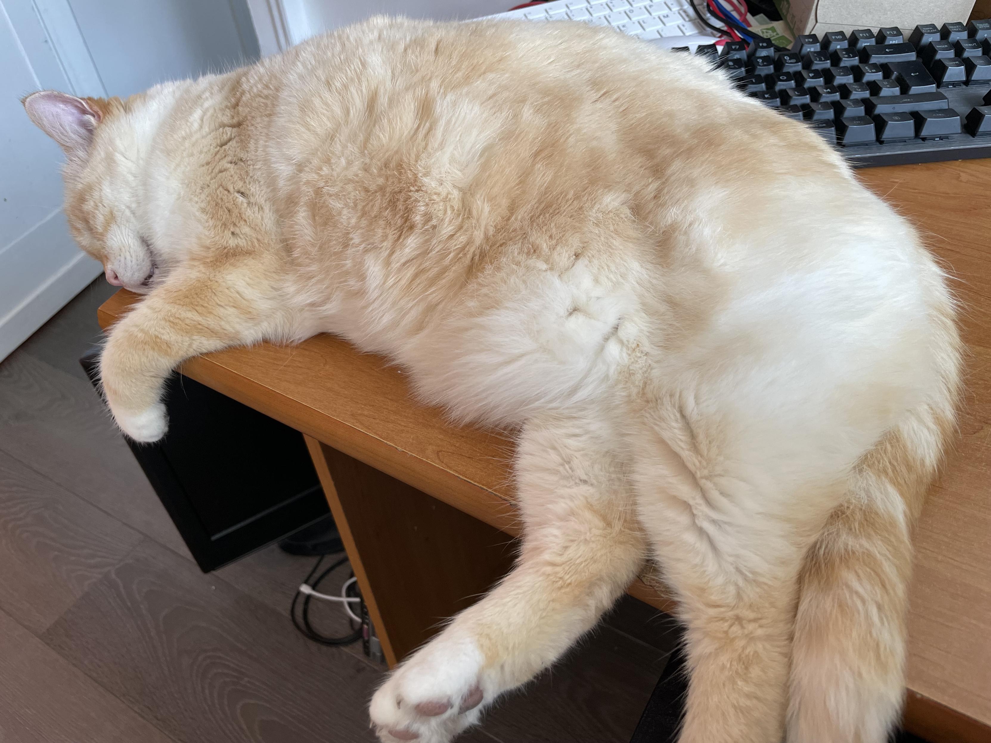 Photo of my cat precariously and yet peacefully sleeping in the corner of my desk