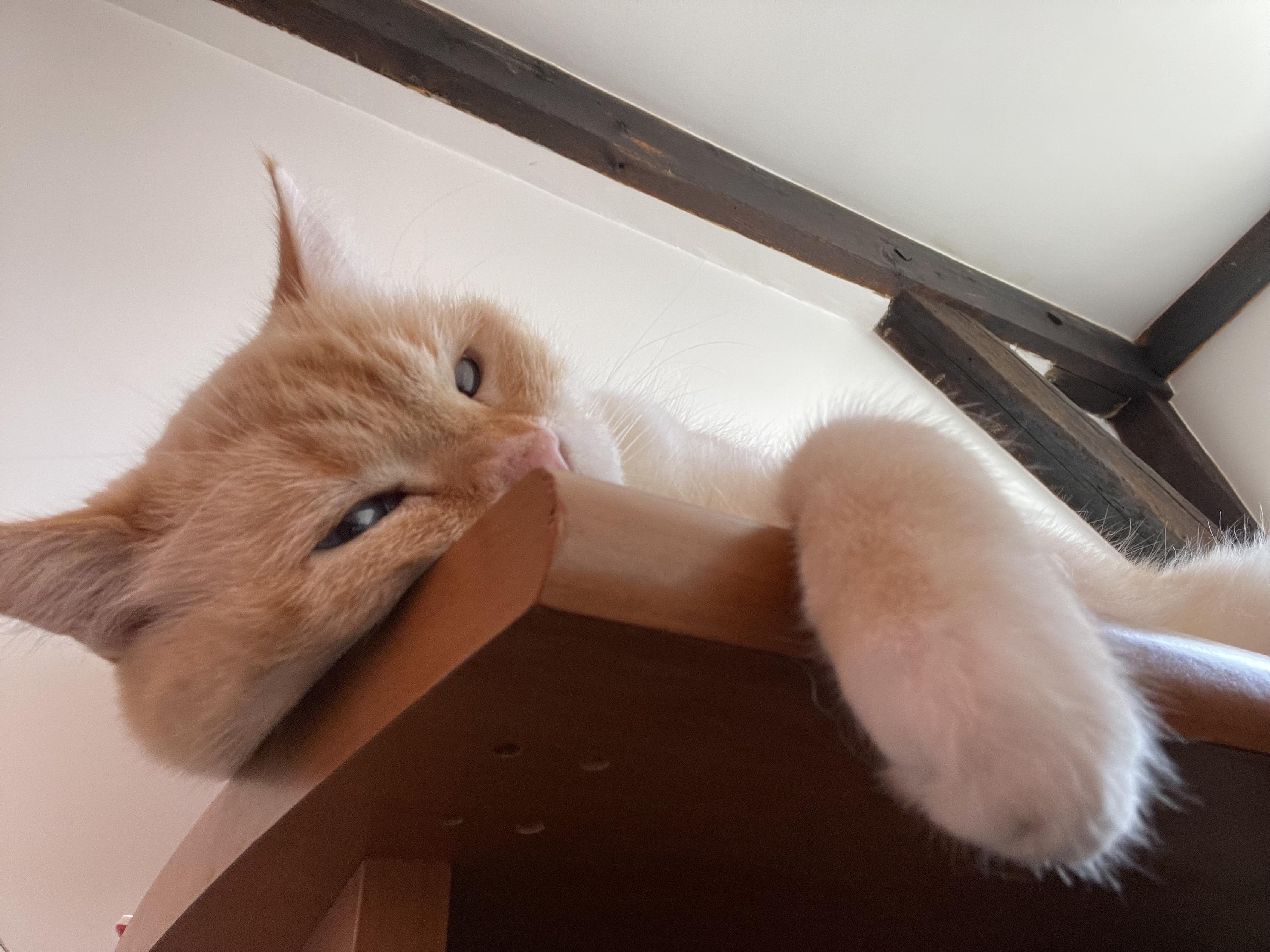 Photo of my cat from another angle, from below