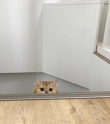 Photo of a fluffy cat peeking up from some stairs. All you can see of the kitty is its head from the nose up. Ambush incoming...
