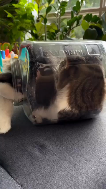 Video of a cat resting inside a plastic jar that is sideways on a table. When the kitty notices the human filming, they struggle to squeeze back out, and then sniff the container while considering going back inside the cozy container.