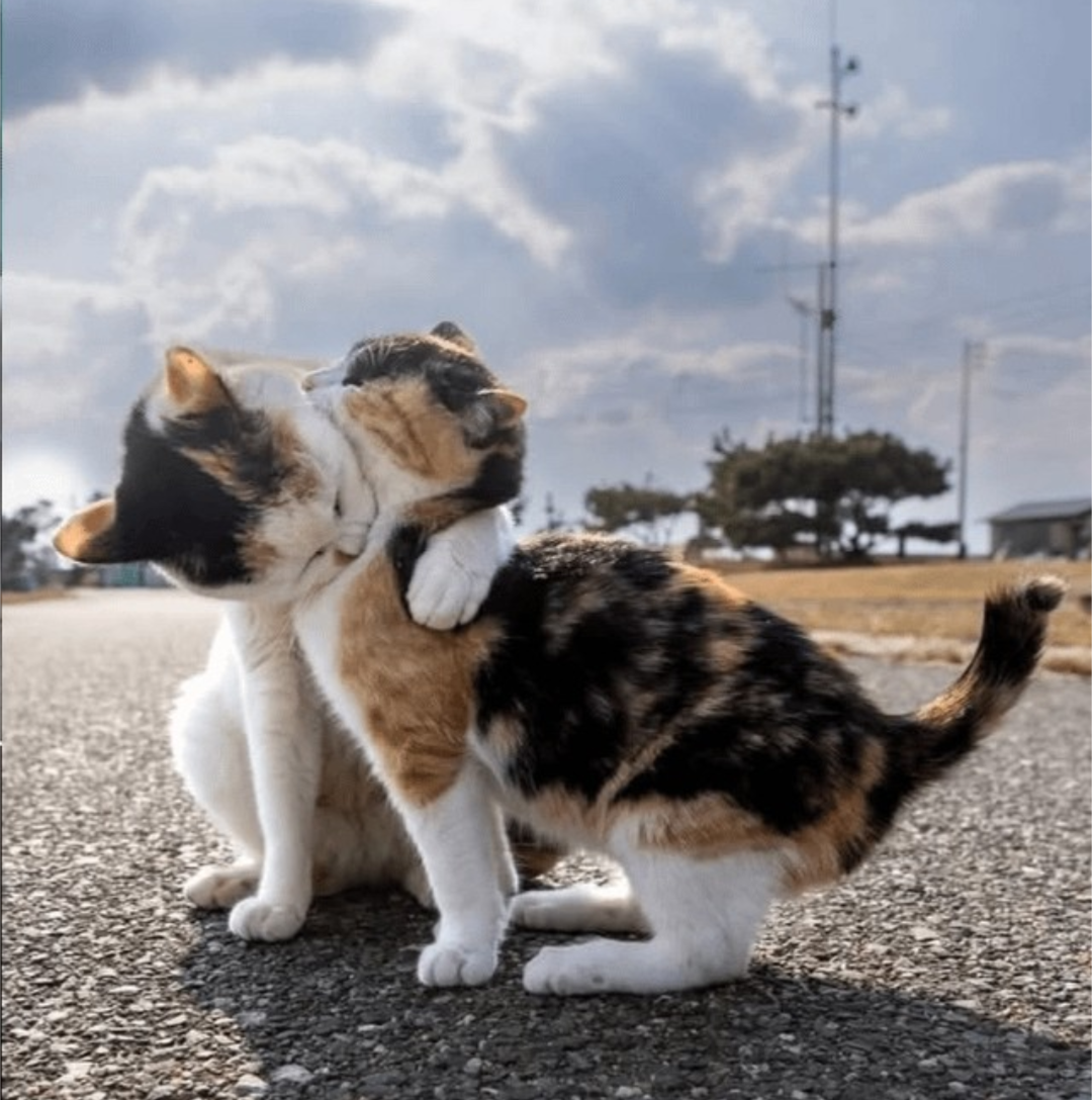 One cat appears to hug another cat.